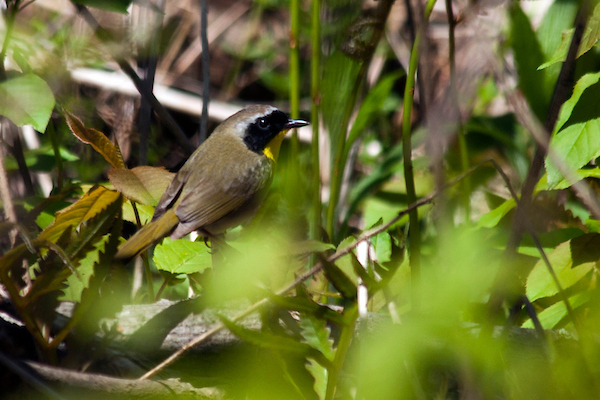 Mast Landing. Common Yellowthroat