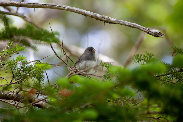 Josephine Newman Audubon Sanctuary