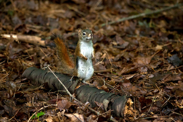 Red Squirrel at Hamilton